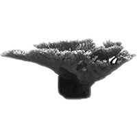 Acropora hyacinthus