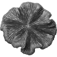 Fungia spp.