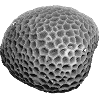 Goniastrea aspera