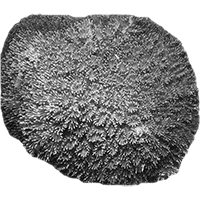 Galaxea fascicularis