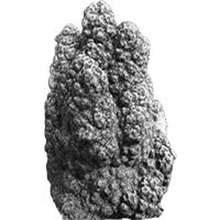 Montipora spumosa