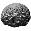 Porites lutea holobiont