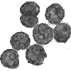 Symbiodiniums